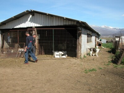 Stočna farma Masle Obrt u Sinjskom polju