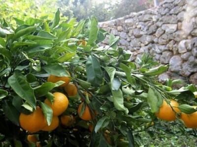 Detalj uroda mandarina u Neretvi 2014.