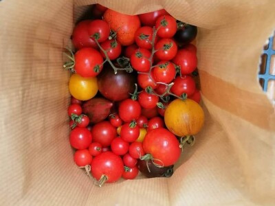 Deterđent od divljeg kestena