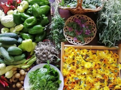 Deterđent od divljeg kestena