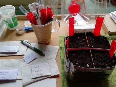 Deterđent od divljeg kestena