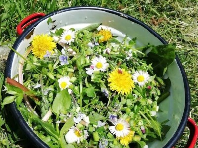 Deterđent od divljeg kestena