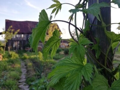 Deterđent od divljeg kestena