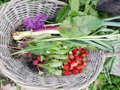 Deterđent od divljeg kestena