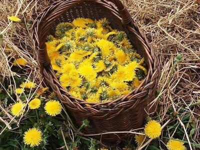 Deterđent od divljeg kestena