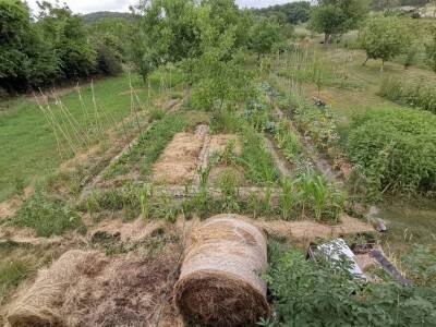 Deterđent od divljeg kestena
