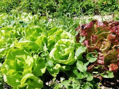 Deterđent od divljeg kestena