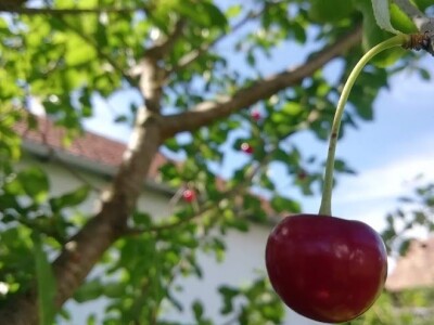 Deterđent od divljeg kestena