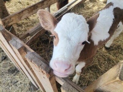 "Devet života" junice Lize "Devet života" junice Lize