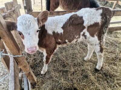 "Devet života" junice Lize "Devet života" junice Lize