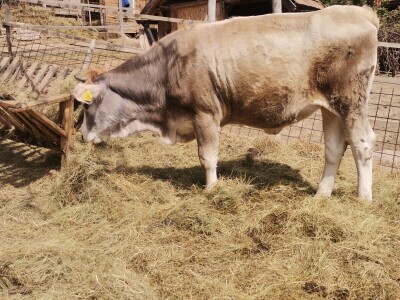 "Devet života" junice Lize "Devet života" junice Lize