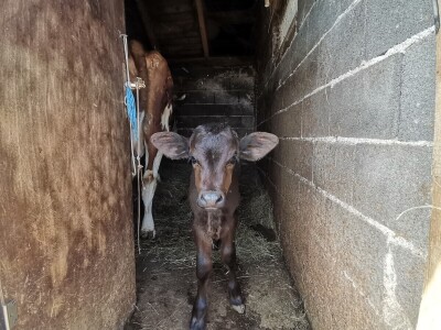 "Devet života" junice Lize "Devet života" junice Lize