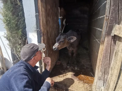 "Devet života" junice Lize