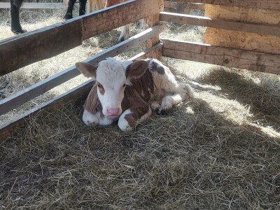 "Devet života" junice Lize "Devet života" junice Lize
