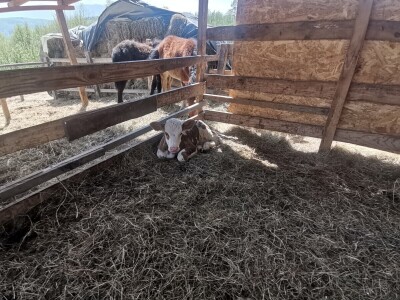 "Devet života" junice Lize "Devet života" junice Lize