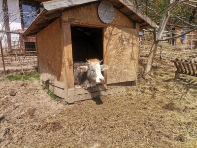 "Devet života" junice Lize "Devet života" junice Lize