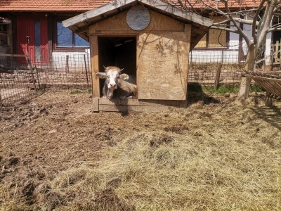 "Devet života" junice Lize