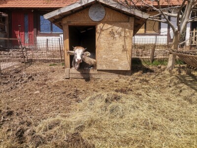 "Devet života" junice Lize "Devet života" junice Lize