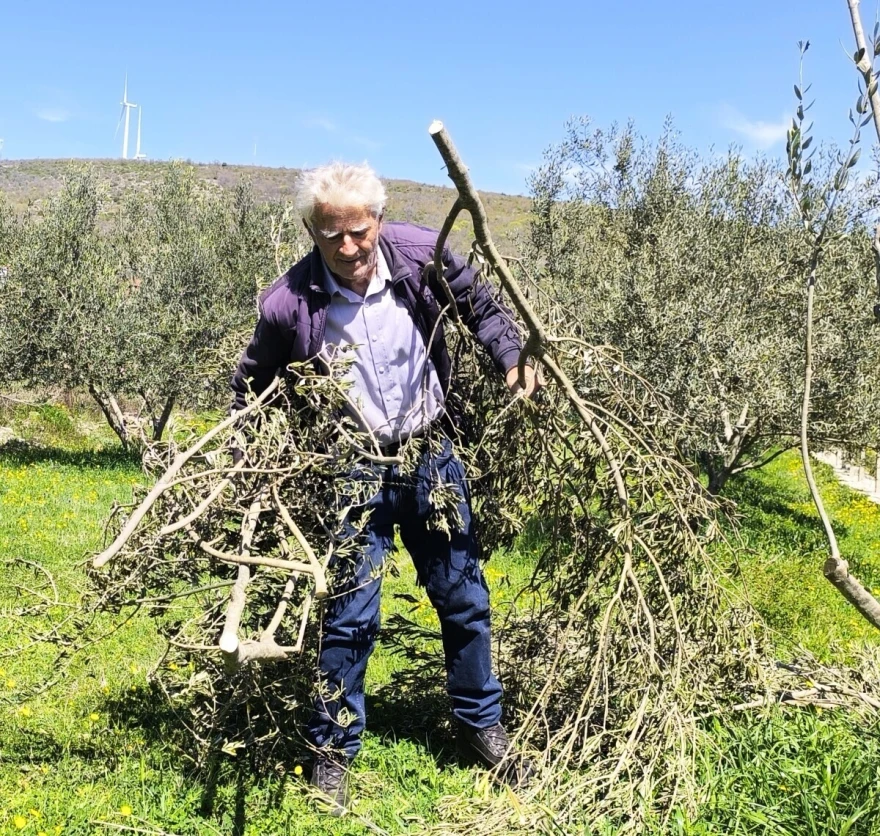 &Scaron;unić masline 