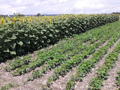 Digitalna poljoprivreda