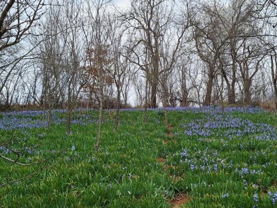 Dimitrijevići iz Taskovića imaju sopstveno brdo sa zumbulima