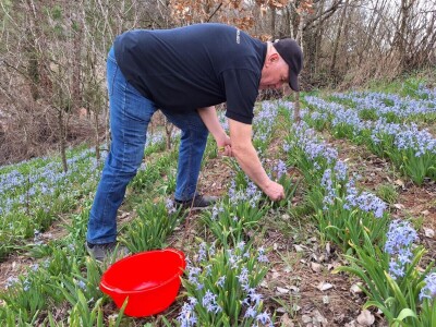 Dimitrijevići iz Taskovića imaju sopstveno brdo sa zumbulima