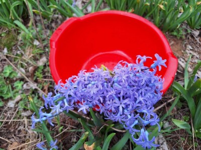 Dimitrijevići iz Taskovića imaju sopstveno brdo sa zumbulima