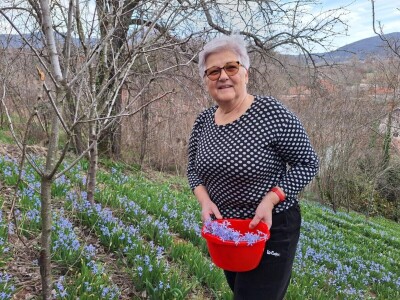 Dimitrijevići iz Taskovića imaju sopstveno brdo sa zumbulima