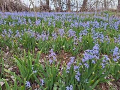 Dimitrijevići iz Taskovića imaju sopstveno brdo sa zumbulima