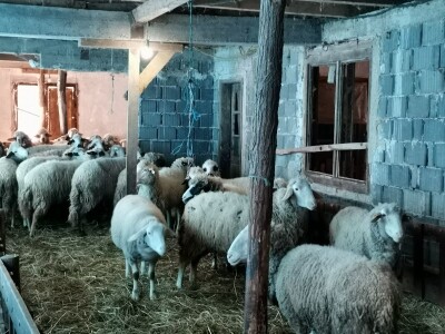 Dimitrijevići sa stranih prešli na domaću rasu Dimitrijevići sa stranih prešli na domaću rasu