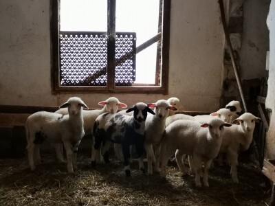 Dimitrijevići sa stranih prešli na domaću rasu Dimitrijevići sa stranih prešli na domaću rasu