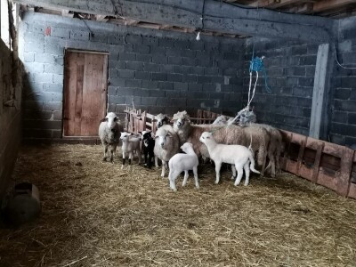 Dimitrijevići sa stranih prešli na domaću rasu Dimitrijevići sa stranih prešli na domaću rasu