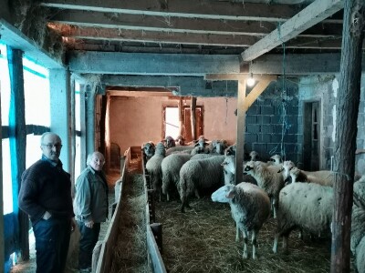 Dimitrijevići sa stranih prešli na domaću rasu Dimitrijevići sa stranih prešli na domaću rasu