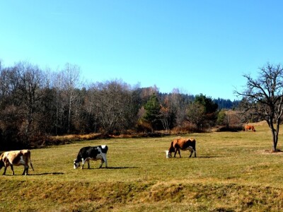 Dimljeni kajmak porodice Ninković Dimljeni kajmak porodice Ninković