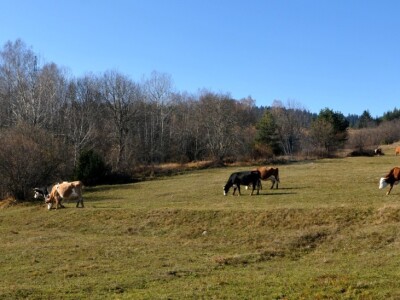 Dimljeni kajmak porodice Ninković Dimljeni kajmak porodice Ninković