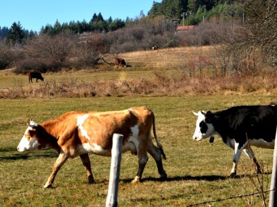 Dimljeni kajmak porodice Ninković Dimljeni kajmak porodice Ninković