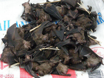 Dimljeni šišmiši su delikatesa u Africi