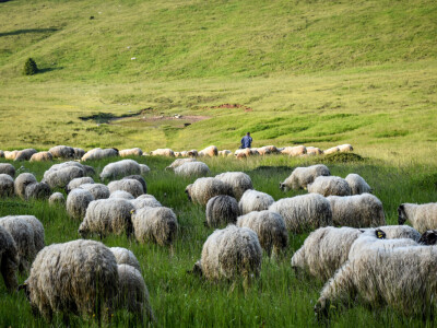 Dinara se vraća u život