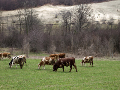 Dinara se vraća u život