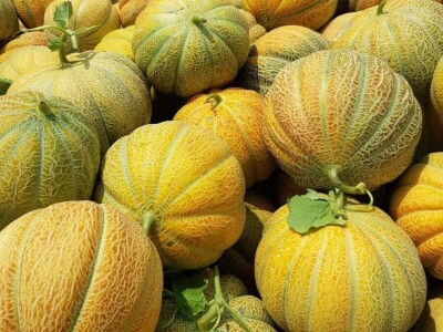 Stigle prve dinje, nešto kasnije nego prošle godine