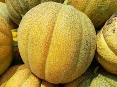 Stigle prve dinje, nešto kasnije nego prošle godine