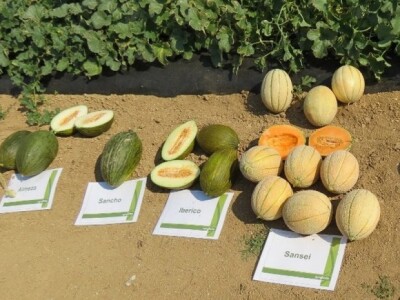 Dinje u dolini neretve