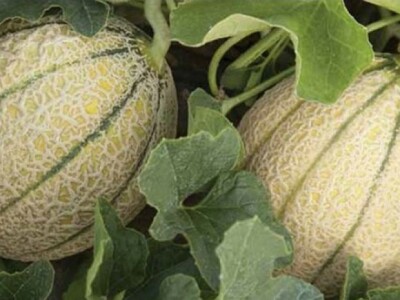 Dinje u Neretvanskoj dolini - krupne, sočne, ukusne