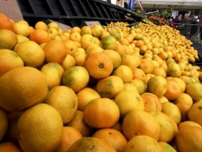 Dio neretvanskih mandarina završio u rukavcima Neretve 2014.