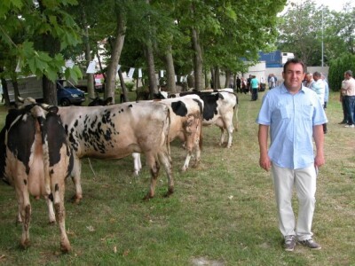 Dipl. ing.agr. Petar Šabić uz krave na 10. županijskoj izložbi stoke Sinj 2015 Dipl. ing.agr. Petar Šabić uz krave na 10. županijskoj izložbi stoke Sinj 2015
