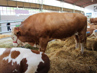 Disco - Najteži bik na sajmu