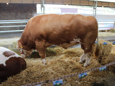 Disco - Najteži bik na sajmu