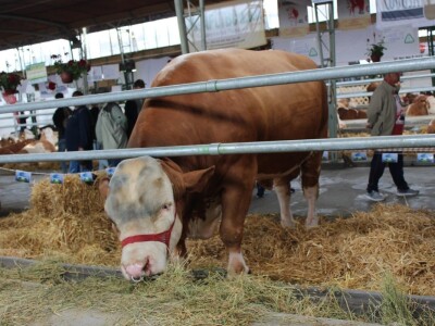 Disco - Najteži bik na sajmu Disco - Najteži bik na sajmu