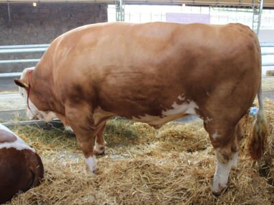 Disco - Najteži bik na sajmu