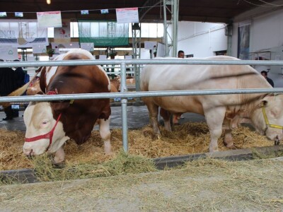 Disco - Najteži bik na sajmu